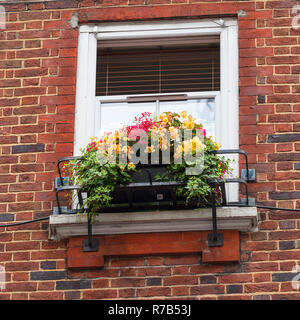 Fenster mit Blumen, dekorative Grün, typische Ansicht der London Street, London, Vereinigtes Königreich. Stockfoto