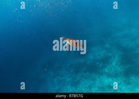 Happy niedlichen Schildkröten frei Schwimmen im blauen Ozean Stockfoto