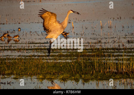 Tanzen Kran, Delta, Kalifornien Stockfoto