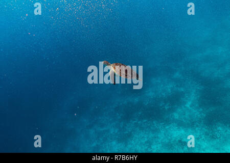 Happy niedlichen Schildkröten frei schwimmen im Meer Stockfoto