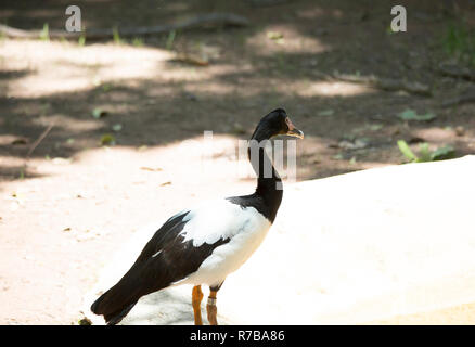 Gans (Plectropterus Gambensis Spur-Winged) Stockfoto