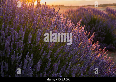 Sonnenuntergang über Violett Lavendelfeld in der Türkei Stockfoto