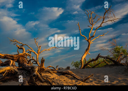 Verwitterter Baum in Mesquite Sanddünen im Death Valley. Stockfoto