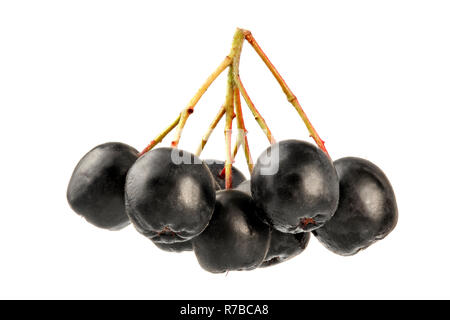 Aronia (apfelbeere) Früchte mit Stängel, auf weißem Hintergrund, Makro Detail. Stockfoto