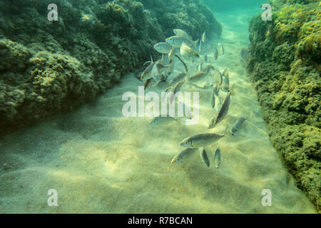 Unterwasser Foto, Gruppe von kleinen Fischen schwimmen zwischen Algen Felsen im flachen Wasser bedeckt, die Sonne scheint auf Sand Meer unten Stockfoto