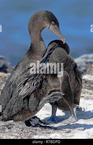 Flugunfähigen Kormoran (Phalacrocorax harrisi), Punta Espinosa, Fernandina, Galapagos, Ecuador Stockfoto