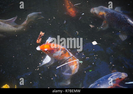 Koi Stockfoto