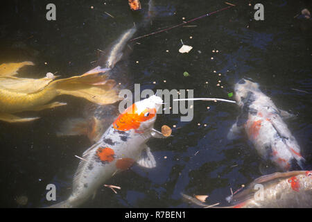 Koi Stockfoto