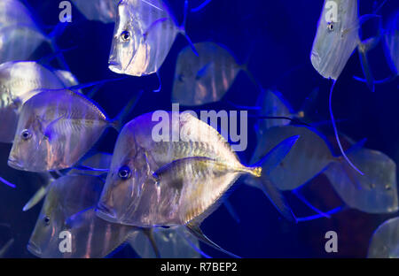 Schule der Lookdown Fisch Stockfoto