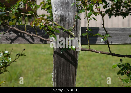 Holzzaun-Post Stockfoto