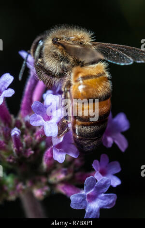 Maltesischen Honig Biene Stockfoto