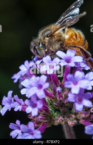 Maltesischen Honig Biene Stockfoto