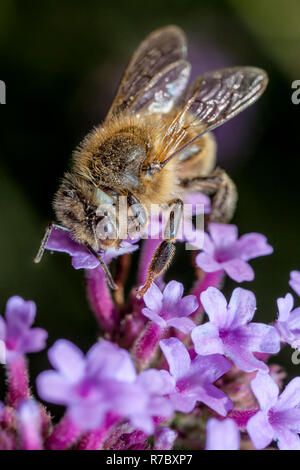 Maltesischen Honig Biene Stockfoto