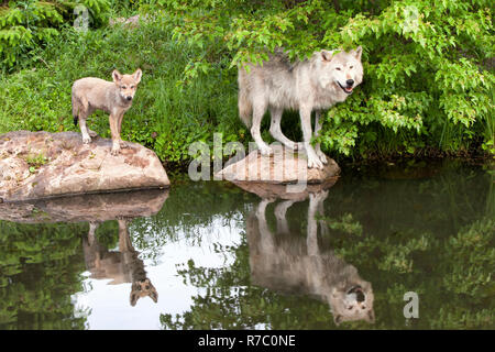 Nach Wolf und Hund in der Nähe von einem See mit Reflexionen Stockfoto