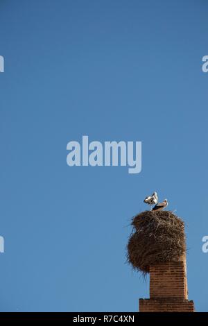 Zwei Störche stehen in ihrem Nest auf einem roten gemauerten Schornstein in Marrakesch, Marokko Stockfoto