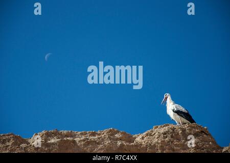 Ein Storch öffnet seinen Schnabel sitzend auf einer alten Mauer gegen den tiefblauen Himmel mit einem Halbmond Stockfoto