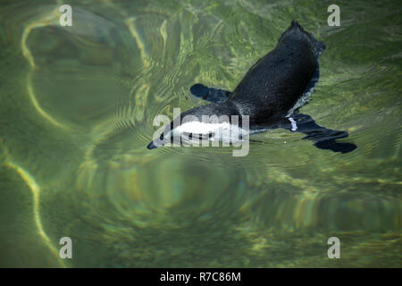 Schwimmen Pinguin Stockfoto