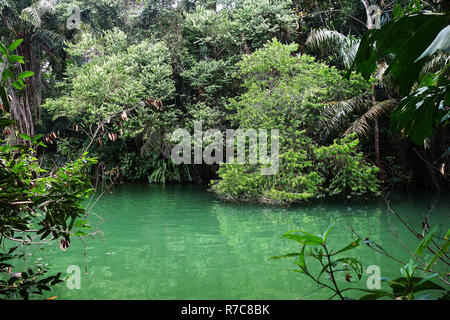 Tropische See in Mangrove Regenwald Stockfoto