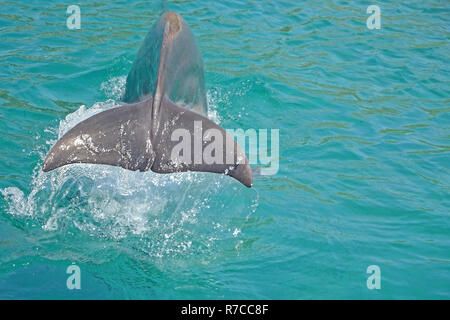 Schwanz eines Delfin mit Wasser spritzt. Der Delphin ist in Wasser eingetaucht. Beobachtung der Delphine in Israel. Stockfoto