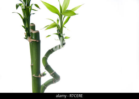 Schner grner Bambus indoor Pflanze isoliert auf weiem Stockfotografie -  Alamy