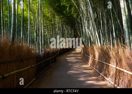 Die berühmten Bamboo Grove ist eine der beliebtesten Sehenswürdigkeiten in Kyoto, suchen Arashiyama Bezirk, Japan Stockfoto