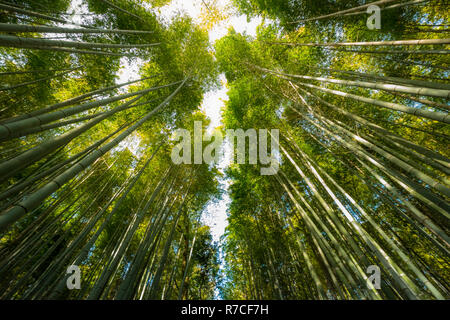 Die berühmten Bamboo Grove ist eine der beliebtesten Sehenswürdigkeiten in Kyoto, suchen Arashiyama Bezirk, Japan Stockfoto