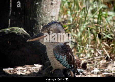 Dies ist eine Seitenansicht eines Blue winged Kookaburra Stockfoto