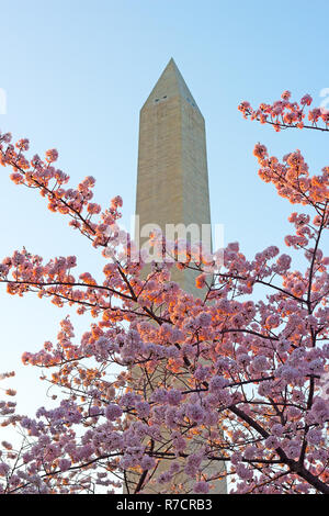 Kirschblüten Fülle in der Nähe des Washington Monument. Weiche Sonnenuntergang leichte Berührungen Kirschblüten Äste in der Nähe des Washington Monument. Stockfoto