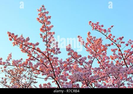 Höhepunkt der Kirschblüte in Washington, DC. Rosa Kirschblüten bei Sonnenuntergang gegen den blauen Himmel. Stockfoto