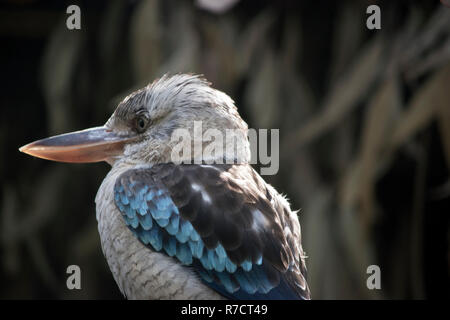 Dies ist eine Nahaufnahme eines Blue winged Kookaburra Stockfoto