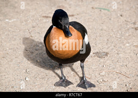 Dies ist eine Nahaufnahme von einem Australischen sheduck Stockfoto
