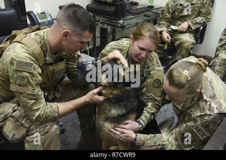 Us Air Force Staff Sgt. Aaron Catron, 380 Expeditionary Sicherheitskräfte Squadron Militär Hundeführer, hält seine MWD Morty Ruhe während der US-Armee Capt Theresa Hubbell, den Area Support Group Camp Arifjan in Kuwait Tierarzt verantwortlich, zeigt der US Air Force. Sgt. Kristin Niemi, 380 Expeditionary medizinische Gruppe medizinischer Techniker, Flecken, wo medizinische Verfahren bei der präventiven medizinischen Dienst Ausbildung durchgeführt werden kann, November 27, 2018, Al Dhafra Air Base, Vereinigte Arabische Emirate. Aufgrund der Entfernung der tierärztlichen Klinik in Kuwait und den Dienstleistungen für MWD-bei ADAB verfügbar, Stockfoto