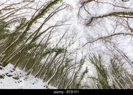 Bäume mit Schnee im Winter Stockfoto