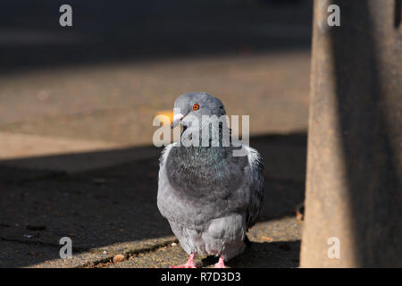 Nahaufnahme einer Rock Taube (Columba livia) in der Stadt. Stockfoto