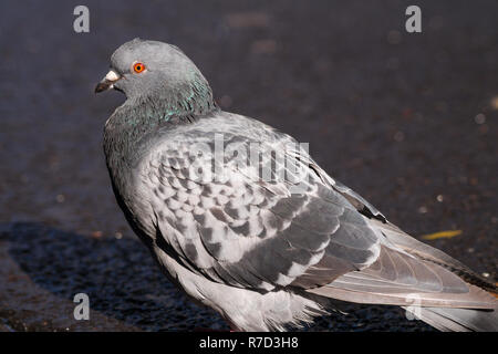 Nahaufnahme einer Rock Taube (Columba livia) in der Stadt. Stockfoto