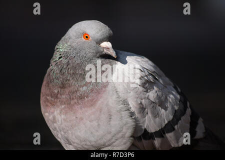 Nahaufnahme einer Rock Taube (Columba livia) in der Stadt. Stockfoto