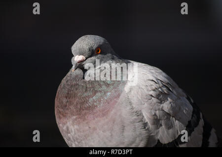 Nahaufnahme einer Rock Taube (Columba livia) in der Stadt. Stockfoto