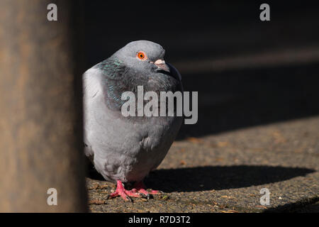 Nahaufnahme einer Rock Taube (Columba livia) in der Stadt. Stockfoto