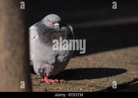 Nahaufnahme einer Rock Taube (Columba livia) in der Stadt. Stockfoto