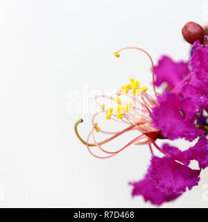 Close up Fruchtblatt auf weißem Hintergrund Stockfoto