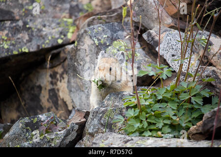 Pika in Kananaskis Country, Kanada Stockfoto