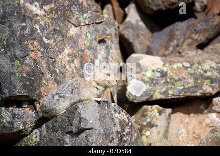 Pika in Kananaskis Country, Kanada Stockfoto