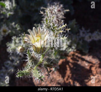 Schöne Blume auf einem Kaktus in der Wüste von Namibia Stockfoto