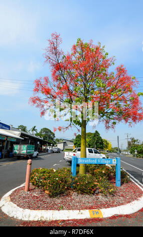 Royal Poinciana (delonix Regia), Fabaceae, Caesalpinioideae, Stratford, Far North Queensland, FNQ, QLD, Australien Stockfoto