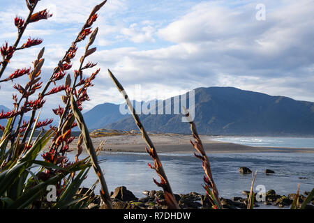 Flachs an Martins Bay, Fiordland National Park, Neuseeland Stockfoto