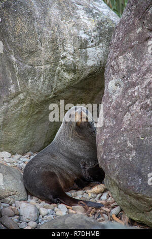 Neuseeland, Fiordland National Park Stockfoto