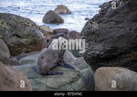 Neuseeland, Fiordland National Park Stockfoto