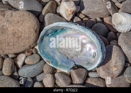 Paua Shell auf der Küstenlinie von Fiordland National Park, Neuseeland Stockfoto