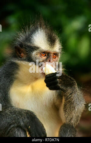 Thomas Blatt monkey (jugendsportlern thomasi) Banane essen, Gunung Leuser National Park, Bukit Lawang, Sumatra, Indonesien. Er ist endemisch im nördlichen Sumatra Stockfoto