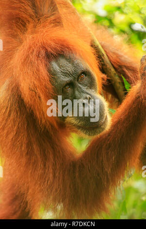 Portrait von weiblichen Sumatra Orang-Utans (Pongo abelii) im Gunung Leuser Nationalpark, Sumatra, Indonesien. Sumatra Orang-Utans ist endemisch im Norden von Stockfoto